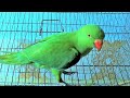 Loud Parrot Chirping at Morning | Natural Parrot Sounds | Parrot Calling Sounds ||