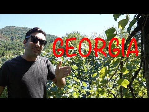 Video: Quién Abre Un Bar De Vinos Georgiano En Washington