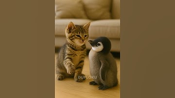 Pinguin playing with new Friend: Cat 🐱🐧 | whee whee whee #public #duploku #cute