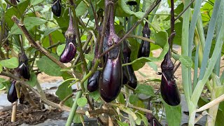 落ちてる茄子 mqdefault.jpg