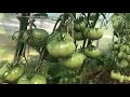 Обзор на Минусинские сорта томатов. 2021