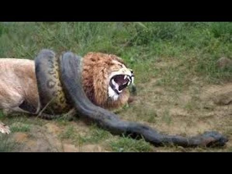 lion vs python fight to death - YouTube