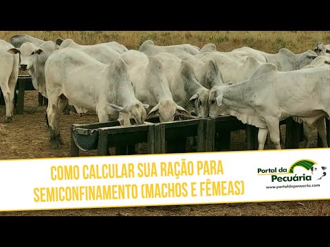 Como calcular sua Ração para semiconfinamento (machos e fêmeas)