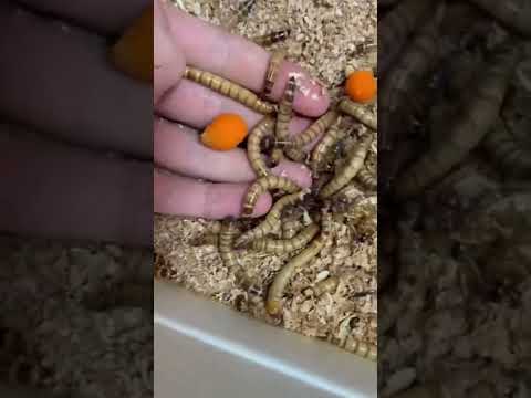 Video: Jsou larvy červ?