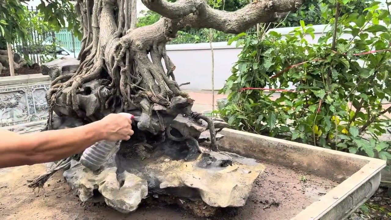 Cây sanh quê đã được nghệ nhân: hoàng cương phối đá đúng ý của gia chủ.