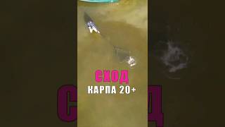 ОБИДНО ПИСЕЦ. СХОД КАРПА 20+ #карпфишинг