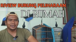 RIVIEW BURUNG PELIHARAAN DI RUMAH