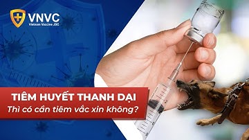 Đã tiêm huyết thanh dại thì có cần tiêm vắc xin hay không? | VNVC