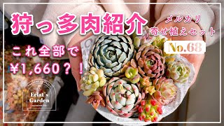 NO.68】【多肉植物】メルカリ常連には分かる、あの人気寄せ植え