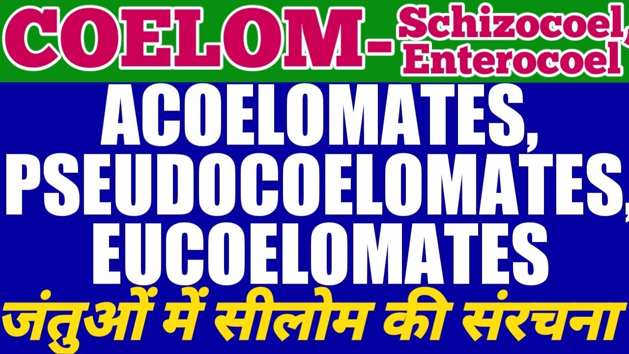 coelom acoelomates pseudocoelomates eucoelomates schizocoelus