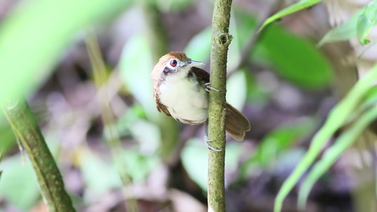 Bicolored Antbird O28A7090Trim 