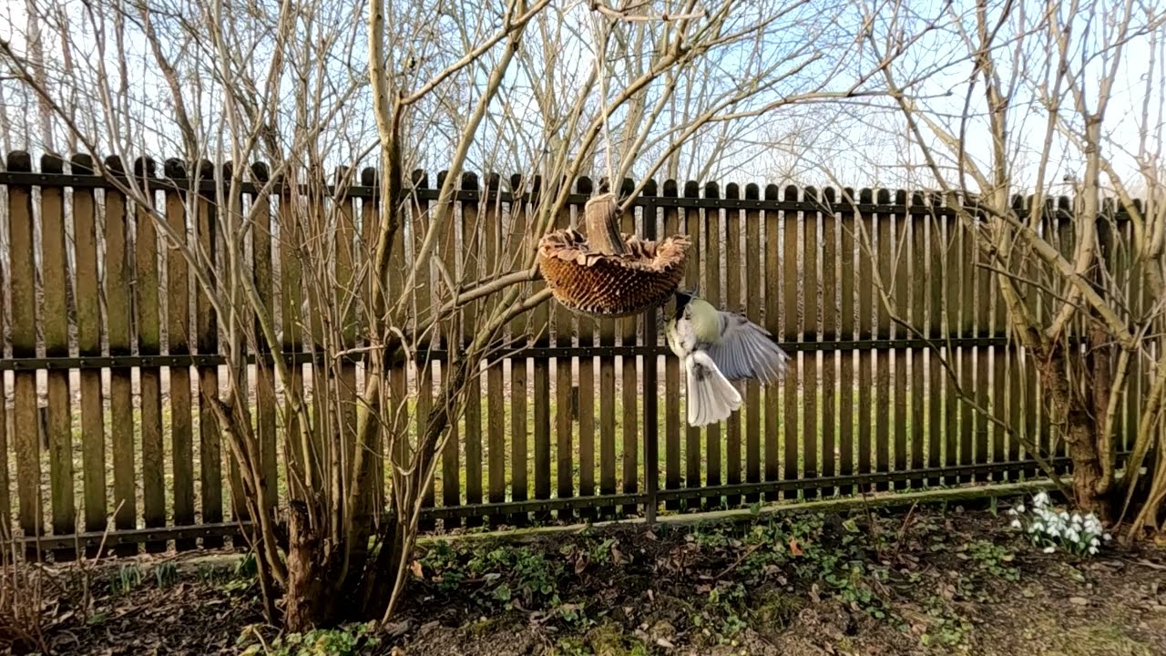 Cinkék a napraforgó fejen 10-szeres lassításban