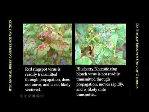 Video: Cephaleuros Of Blackberry Plants: Quản lý Blackberries với các đốm tảo