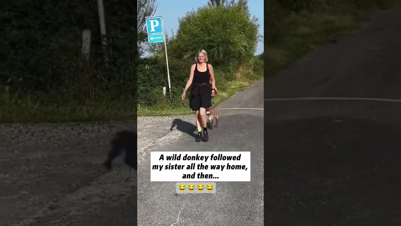 A Wild Donkey Followed My Sister Foryou Funny Doney Follow Wildanimals Randoms Funnymoment