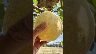 The big pear is ripe.harvest season#youtubeshorts #agrifuture #fruit #harvest#organicproduce#garden#