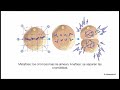 Mitosis Paso a Paso y Ciclo Celular: Fases y Control (Biología)