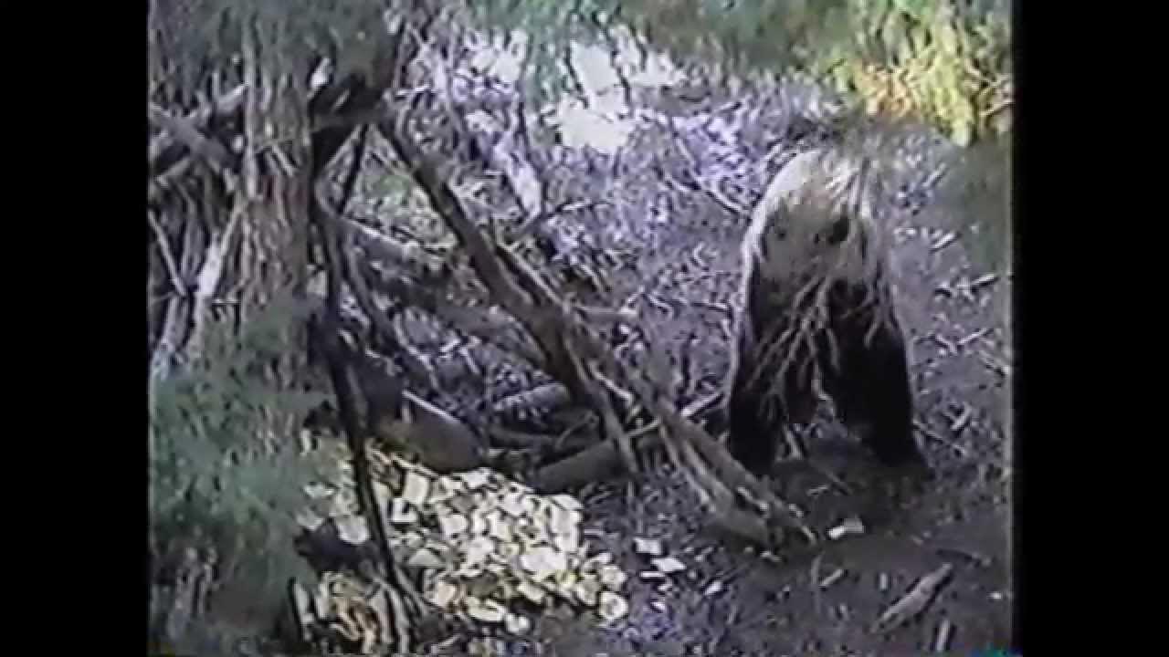 Bear. Can a 12 Gauge Knock a Bear Off His Feet ? YouTube