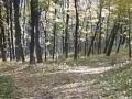 Осень в Подольском парке  Монастырище
