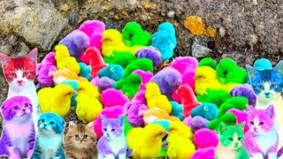 Menangkap Ayam lucu, Ayam warna warni, Ayam rainbow, Bebek,Angsa, kucing, Ikan, Ikan Cupang #361