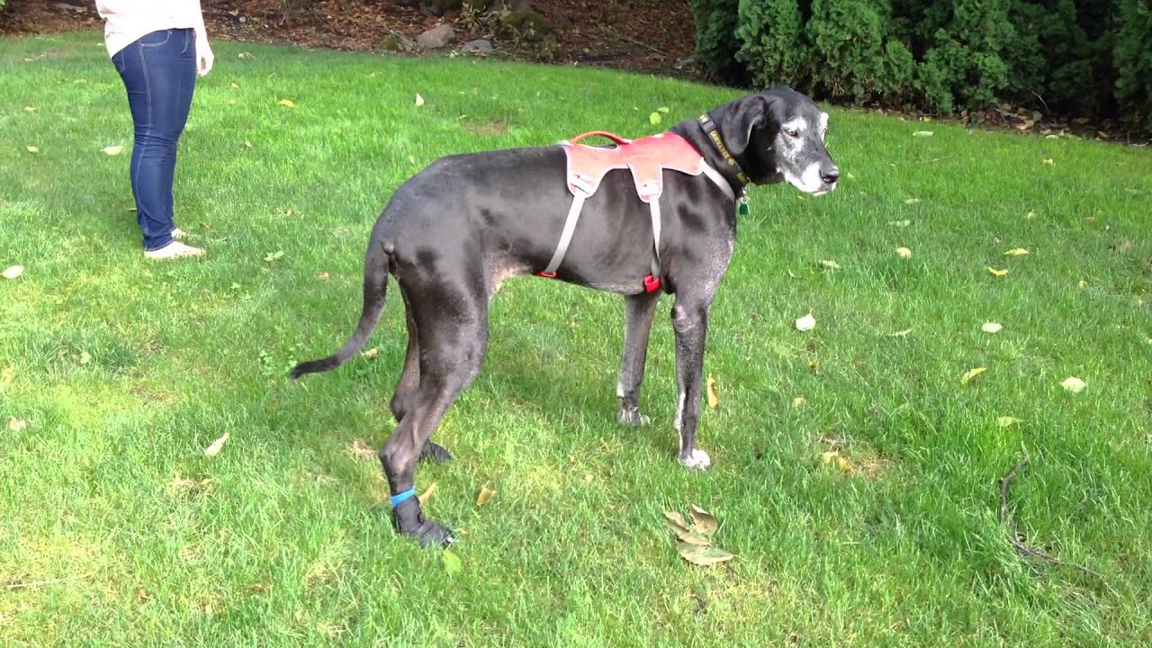 Apollo, a 165 lb. Great Dane with nerve damage causing hind leg