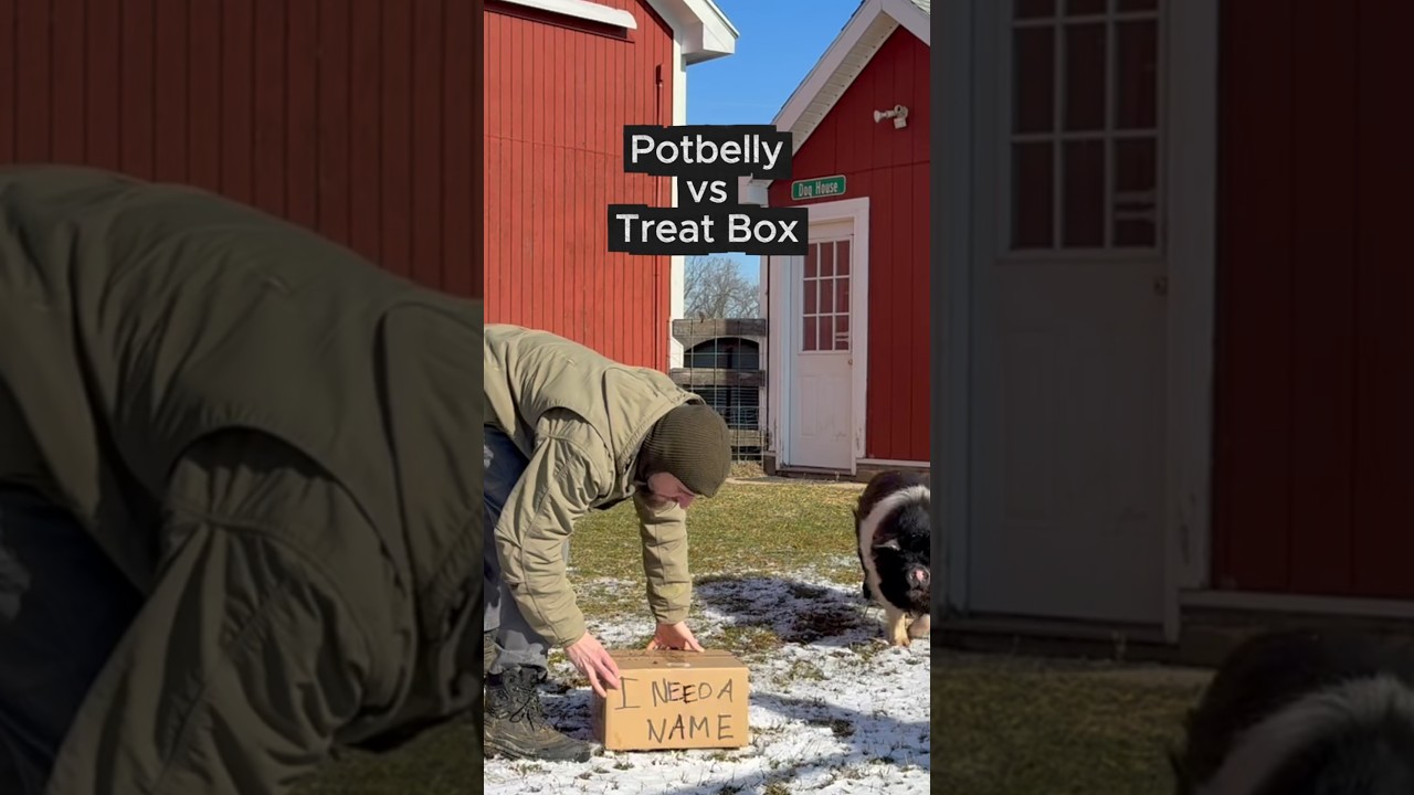 Heavyweight Potbelly Takes on a Lightweight Treat Box