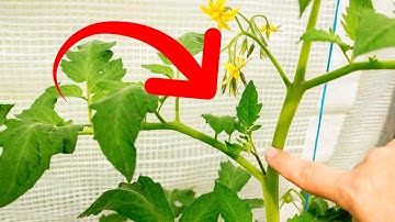 Never Remove This Sucker From Tomatoes! Harvest will be the largest! How to form a tomato stem
