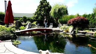 Modern Koi Blog #1101 - A pond with some problems