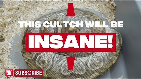 This Clutch Will Be Insane!