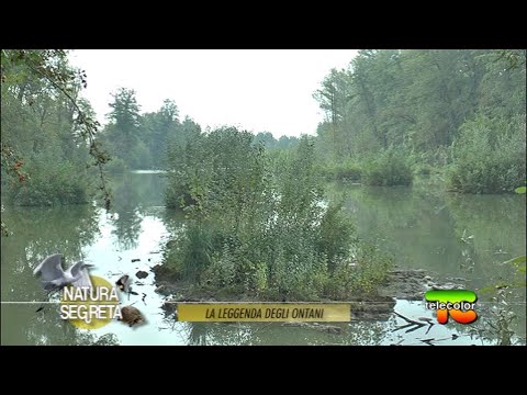 Video: Fatti sull'albero di ontano nero - Scopri gli usi degli alberi di ontano nero nei paesaggi