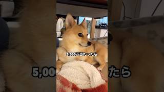 買わなきゃ当たらない #ポメコギ #愛犬のいる暮らし #宝くじ