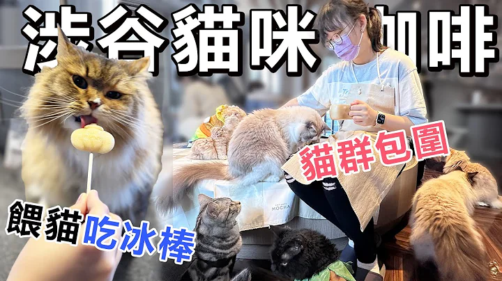 【Vlog】天哪！貓咪搶走我的冰棒！涉谷貓咪咖啡廳Mocha 可以領養血統貓的咖啡廳[NyoNyoTV妞妞TV] - 天天要聞