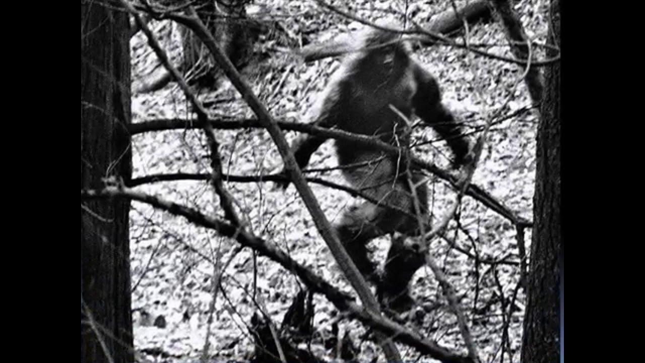 снежный человек летом. йети бигфут сасквоч леший. город снежного человека. в поисках снежного человека"!. етти 3м.