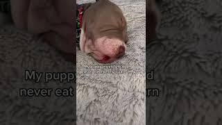 Puppy BUSTED for eating yarn #crochet #dog #shorts