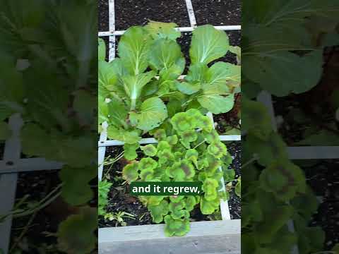 Protect Planted Garlic from Squirrels hqdefault