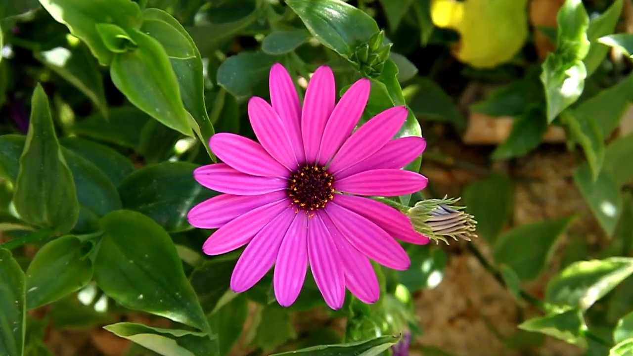 Violet flower / Flor violeta (1080p) - YouTube