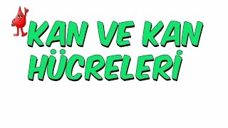 10Dkda Kan Ve Kan Hücreleri̇ 6.Sınıf