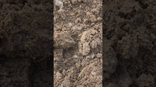 coin digging with deus xp #deus #metaldetecting #digging #coin #metalpix