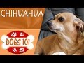 Dogs 101 - CHIHUAHUA - Top Dog Facts About the CHIHUAHUA