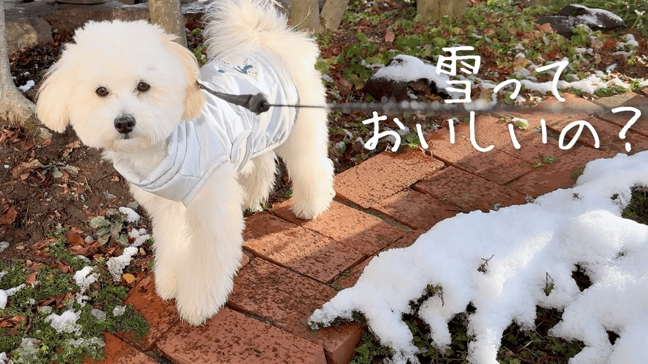 生後8ヶ月マルプー、初めての雪はおいしかった⛄️