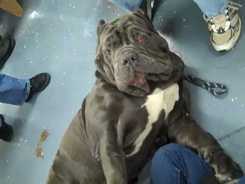 Neopolitan Mastiff With Cherry Eye Super Cute Youtube