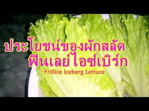 ประโยชน์ของผักสลัด..ฟิลเลย์ไอซ์เบิร์ก  Frillice Iceberg Lettuce