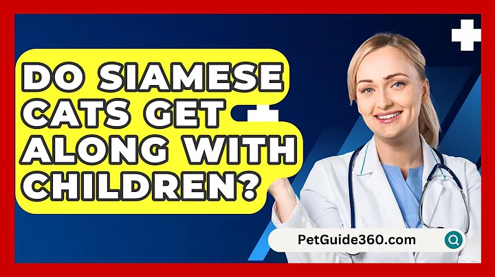 Do Siamese Cats Get Along With Children? - PetGuide360.com