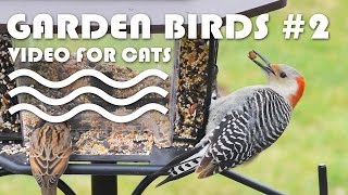 Birds For Cats To Watch - Garden Birds #2. Entertainment Video For Cats | Cat Tv.