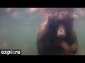 Underwater Salmon Cam - Katmai National Park, Alaska powered by EXPLORE.org