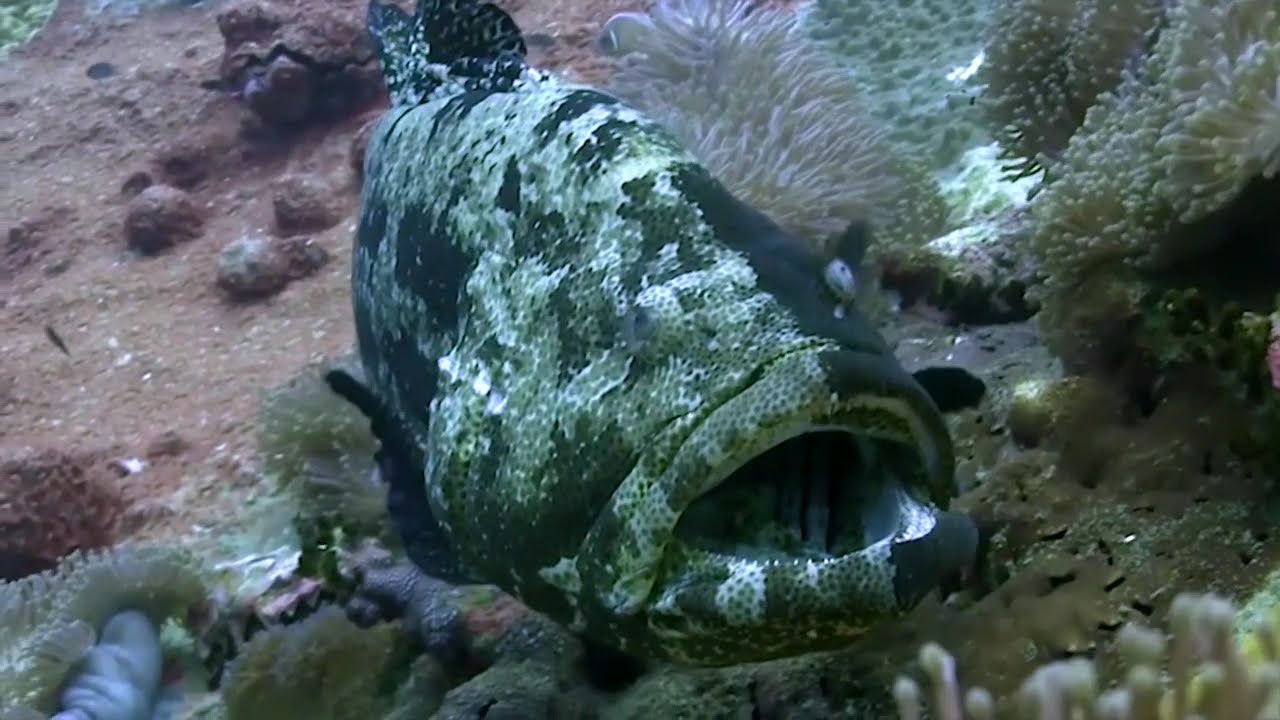 Chumphon Pinnacle Dive Site Koh Tao in Thailand