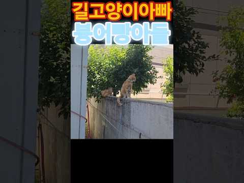 붕어빵 길고양이 부자 #고양이 #길냥이구조