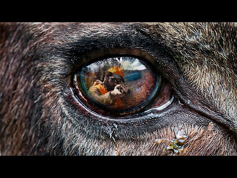 Video: La caccia è un hobby per gli uomini. Caratteristiche di questo hobby