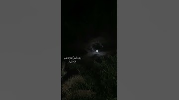 إِنَّ قُرْآنَ الْفَجْرِ كَانَ مَشْهُودًا | فارس عباد ‎#تلاوة_خاشعة #اكسبلور #القران_الكريم #المصحف