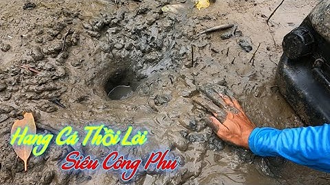 Đào Hang Bắt Cá Thồi Lòi Loài Cá Biết Độn Thổ | Gia Đình Cần Giờ .52 |