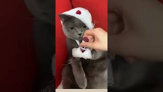 Download Lagu I need doctor 🤕🤕#shorts  #tiktok #viral MP3